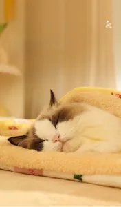 Dettaglio di una morbida coperta in peluche per animali con un gatto che dorme sereno