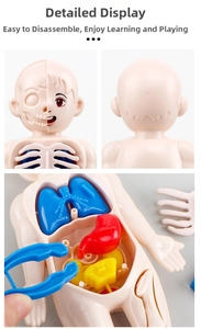 Close-up of detachable internal organs and skull anatomy on educational body model