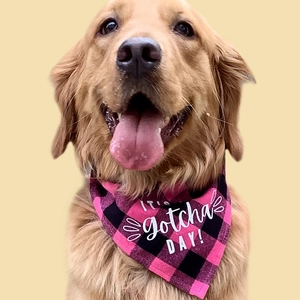 Golden Retriever wearing black and pink plaid scarf with 'IT'S gotcha DAY!' text