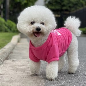 Detail of rose pink dog t-shirt with white HI letter print on a Bichon Frise walking