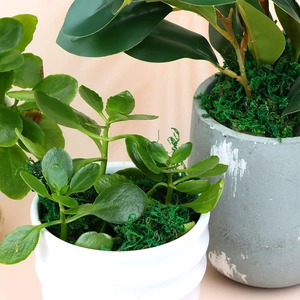 Dettaglio ravvicinato di muschio decorativo verde vibrante in vasi di ceramica moderni