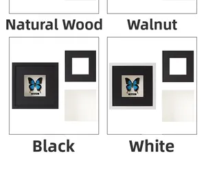 Deep shadow box frames in four colors showcasing blue butterfly specimens on white backing