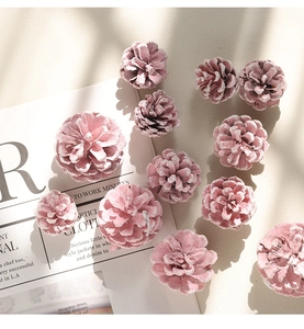 Close-up of pink pine cones with snow effect on minimalist magazine background for Christmas
