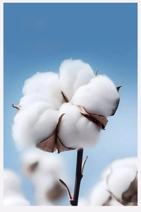 Macro detail of high-quality long-staple cotton fibers with 39.7mm length and soft texture
