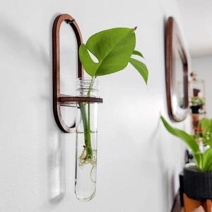 Detail of wall-mounted dark wood plant propagator with glass test tube and hydroponic plant