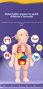 Detailed macro view of detachable anatomical human organ models for STEAM education