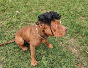 Close-up of curly black pet wig with elastic strap on a dog in a green outdoor setting