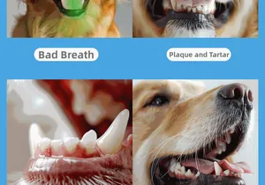 Visual guide showing pet oral health issues like bad breath and dental plaque in dogs