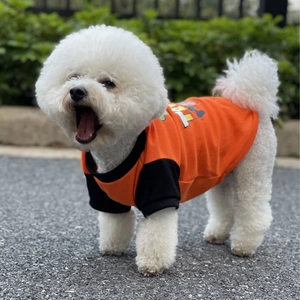 Vibrant orange pet T-shirt with black trim on a Bichon Frise puppy in an outdoor setting
