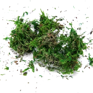 Dettaglio di muschio verde naturale essiccato per composizioni floreali e decorazioni casa