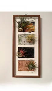 Vertical wooden frame with four varieties of air plants on textured backplates