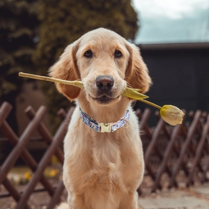 Close-up of golden retriever puppy wearing a blue floral collar with golden buckle outdoors