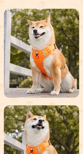 Detail of adjustable orange dog harness with reflective strips and front D-ring