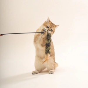 Golden cat playing with a colorful feather tassel teaser wand on a black plastic stick