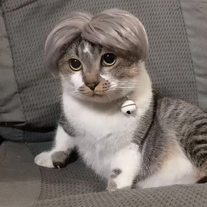 Cat wearing a brown middle-part wig with bell collar on a textured grey background