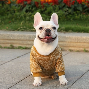 Detail of French Bulldog wearing a mustard yellow knitted sweater in an outdoor park setting