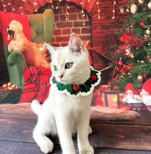 Close-up of white cat wearing a knitted Christmas collar with red pompoms by a fireplace