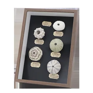 3D sea urchin shell specimen frame with 6 natural specimens and wooden border