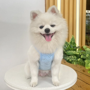 Close-up of a light blue mesh pet vest worn by a small white dog for summer