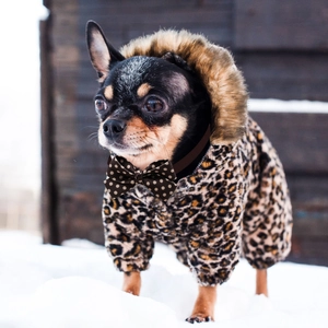 Detail of leopard print pet winter coat with plush collar and a brown bow tie decoration