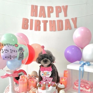 Pink pet birthday party decoration kit with banner, balloons and bib on a grey poodle