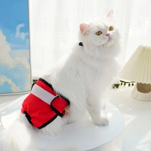 Détail de la culotte physiologique rouge pour chien avec velcro sur un chat blanc