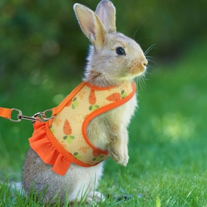 Breathable mesh small pet harness with carrot print for rabbits and guinea pigs