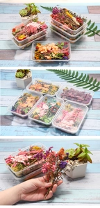 Detail view of colorful dried flowers in transparent boxes for DIY floral arrangements