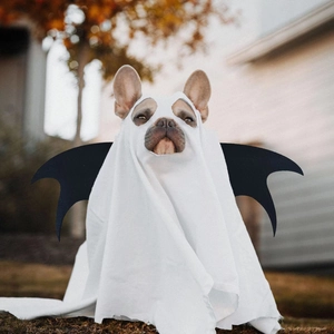 French Bulldog wearing white ghost cape and black bat wings for Halloween party costume