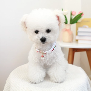 Bichon dog wearing Christmas pet collar with Santa Claus pendant in a cozy home setting
