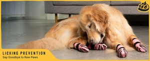 Golden Retriever con calze per cani impermeabili rosa a strisce tigrate in casa