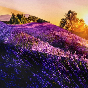Bohemian sunset lavender field landscape tapestry with vibrant purple and orange fabric tones