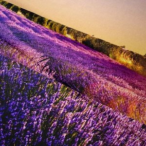 Detailed macro view of digital print lavender landscape fabric with fibrous texture