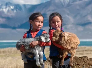 Primer plano de niñas con cabras que muestran la calidad natural del cachemira y lana