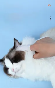 Detail van het gebruik van vingerdoekjes om kattenoren te reinigen en mijten te verwijderen