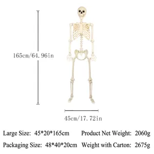 Detaillierte Größentabelle für das 165 cm große Skelettmodell mit genauen Maßen