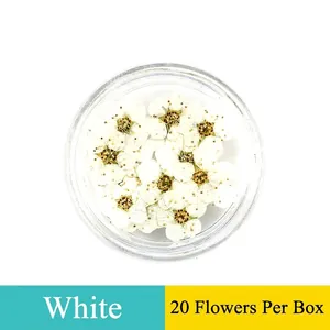 Detail view of 20 pieces of white lace dried flowers for nail art in a clear box