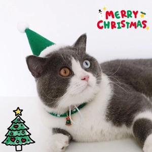 Close-up of a cat wearing a green felt Christmas hat and a matching bell collar