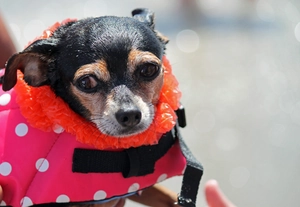 Detail of pink polka dot dog life jacket with orange ruffle and black nylon straps