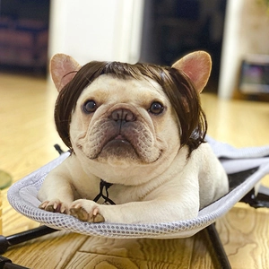 Brown pet wig with bangs on a French Bulldog for festive costume and dog accessories