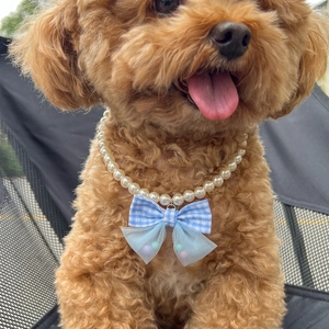 Detail of a brown poodle wearing a white pearl pet necklace with a blue plaid bow
