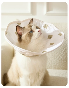 Detalle de collar protector ajustable con ositos para gato de raza Ragdoll