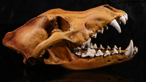 Detailed view of skull resin beer mug featuring realistic bone texture and sharp carvings