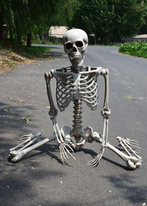 Detailed full-size plastic human skeleton model with movable joints for Halloween decor