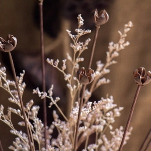 Rami di baccelli essiccati naturali per decorazioni rustiche e composizioni floreali