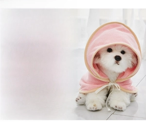 Detail view of pink microfiber pet bathrobe showing quick-dry towel fabric on a small dog