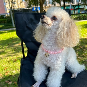Pink pearl pet necklace with gold heart pendant worn by a poodle in a park setting