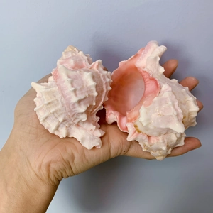 Natural pink Chicoreus ramosus seashell for aquarium decor shown in a palm for scale