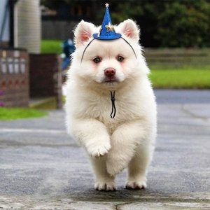 Puppy wearing blue sequin wizard hat with golden stars and adjustable cord for pets