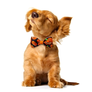 Close-up of a dog wearing an orange Halloween pumpkin pattern bowtie on a white background